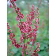 rumex arifolius all.