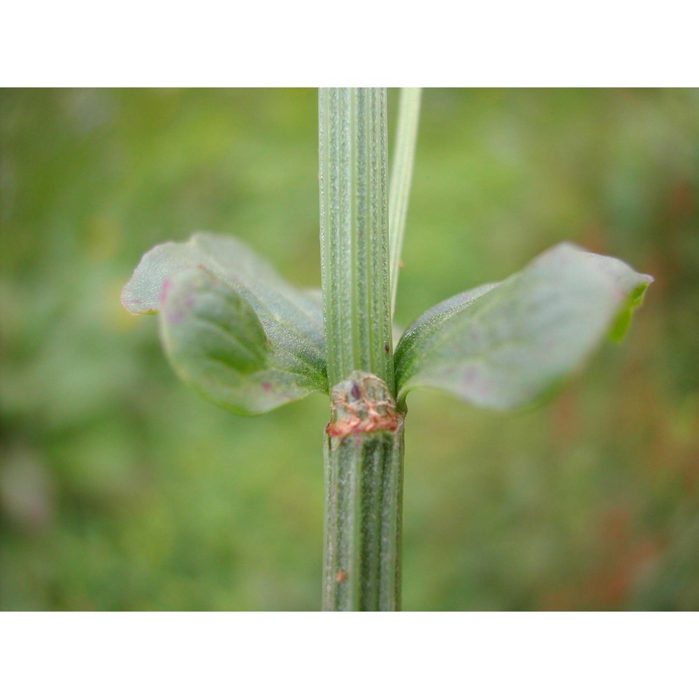 rumex arifolius all.