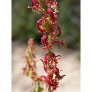 rumex bucephalophorus l.