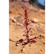 rumex bucephalophorus l.