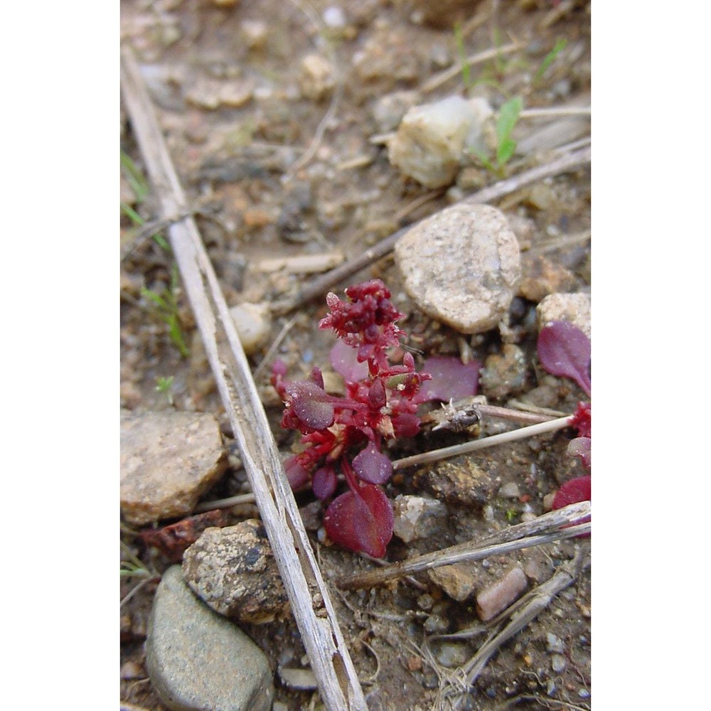 rumex bucephalophorus l.