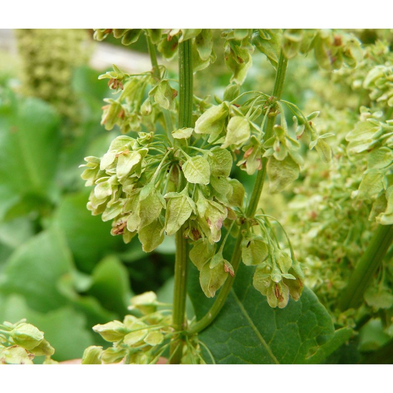 rumex confertus willd.