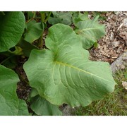 rumex confertus willd.