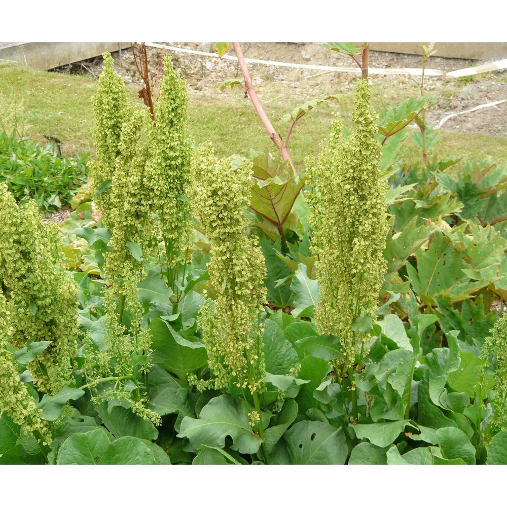 rumex confertus willd.