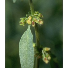 rumex conglomeratus murray