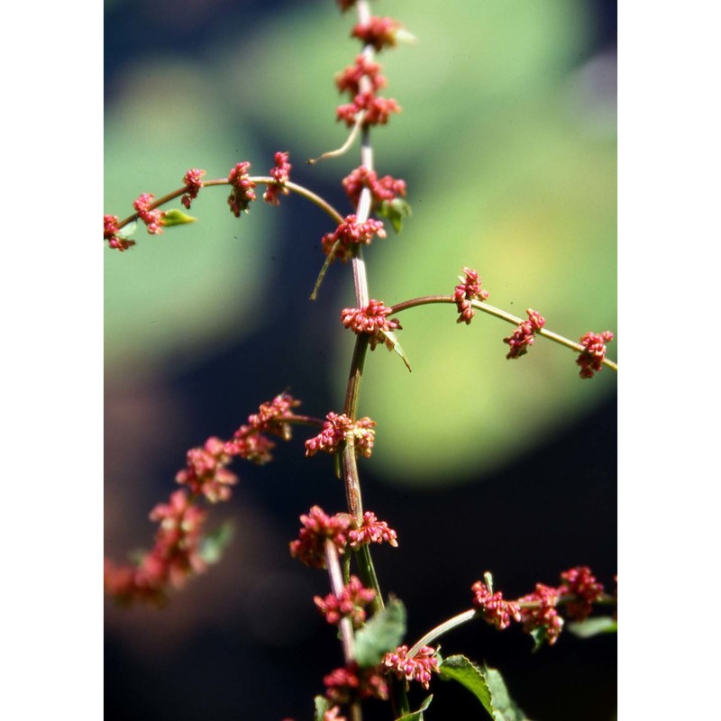 rumex conglomeratus murray