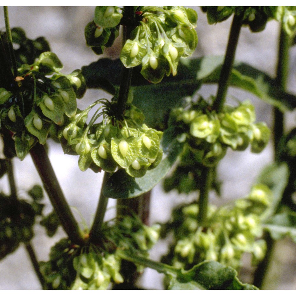 rumex crispus l.