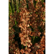 rumex cristatus dc.