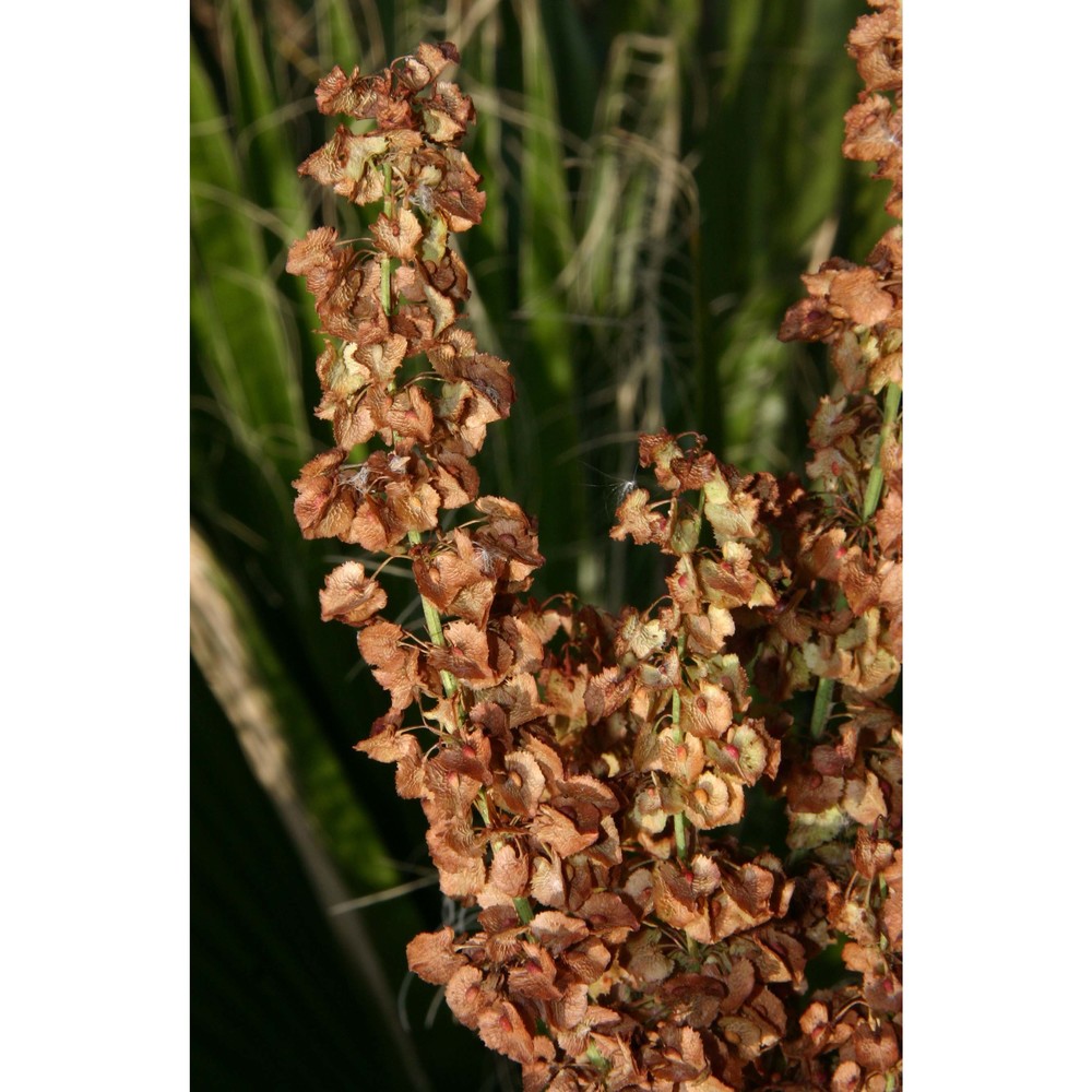 rumex cristatus dc.