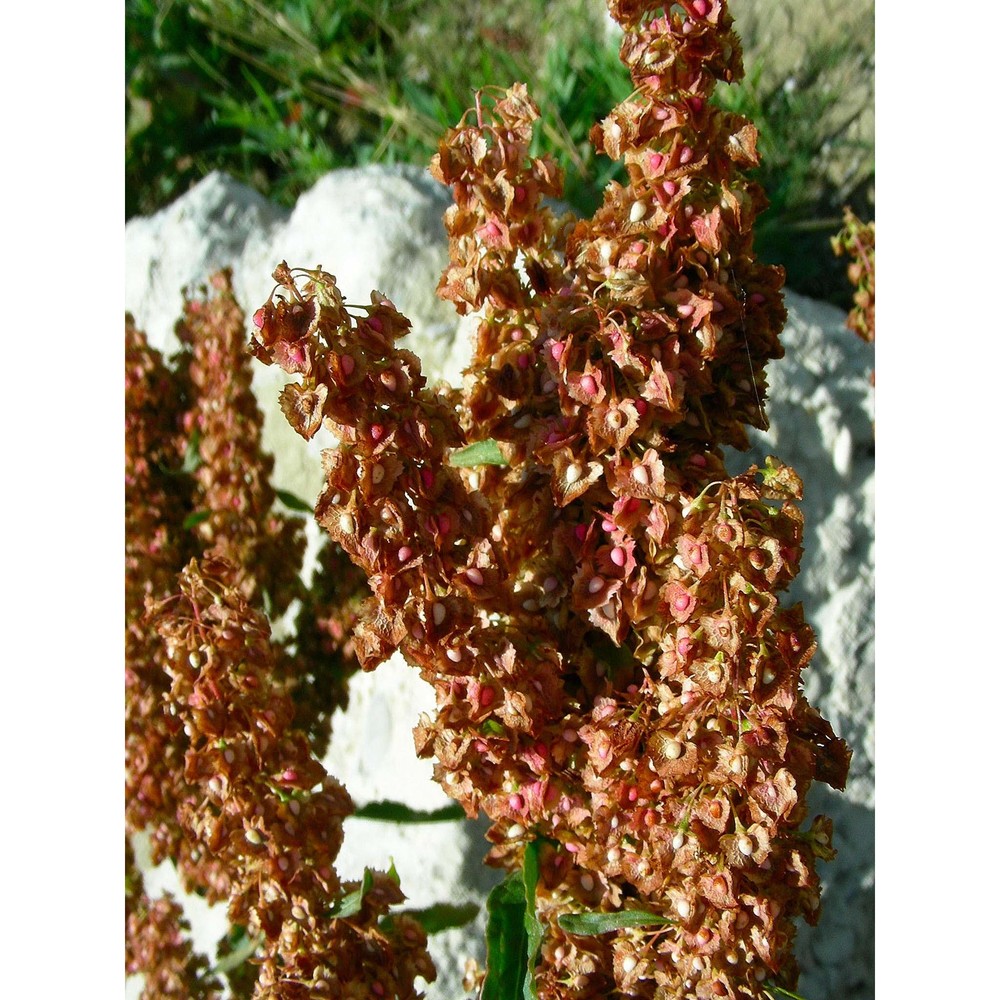 rumex cristatus dc.