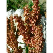 rumex cristatus dc.