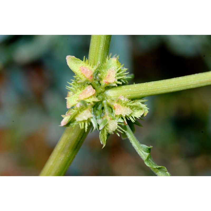 rumex dentatus l.