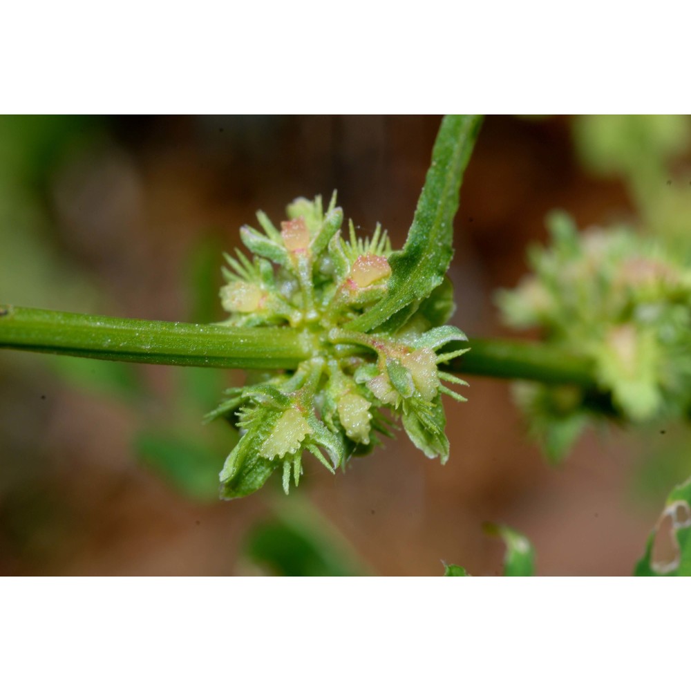 rumex dentatus l.