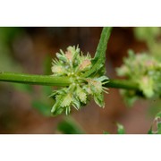 rumex dentatus l.