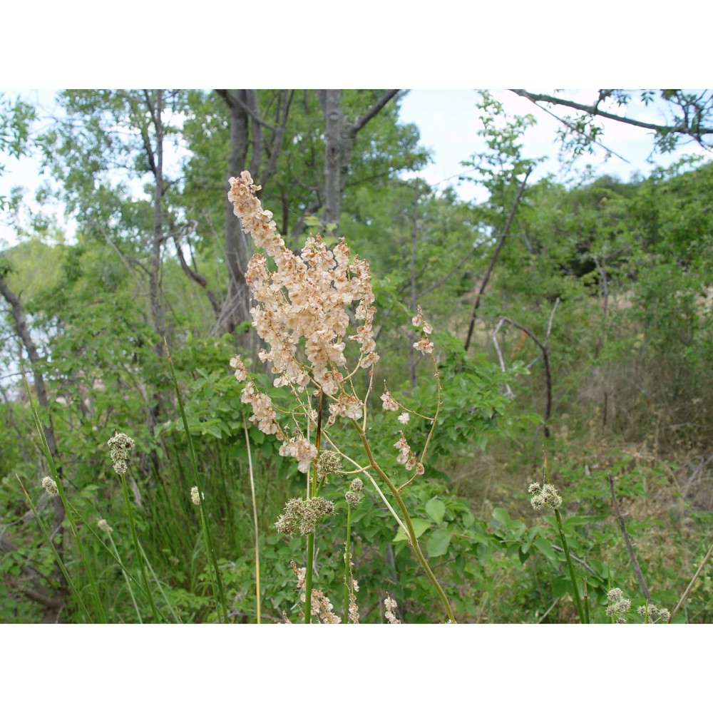 rumex intermedius dc.