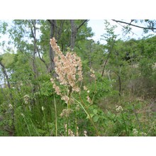 rumex intermedius dc.