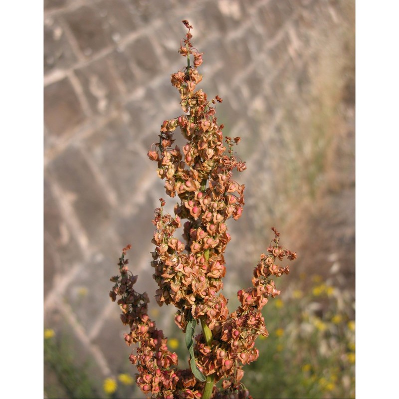 rumex kerneri borbás