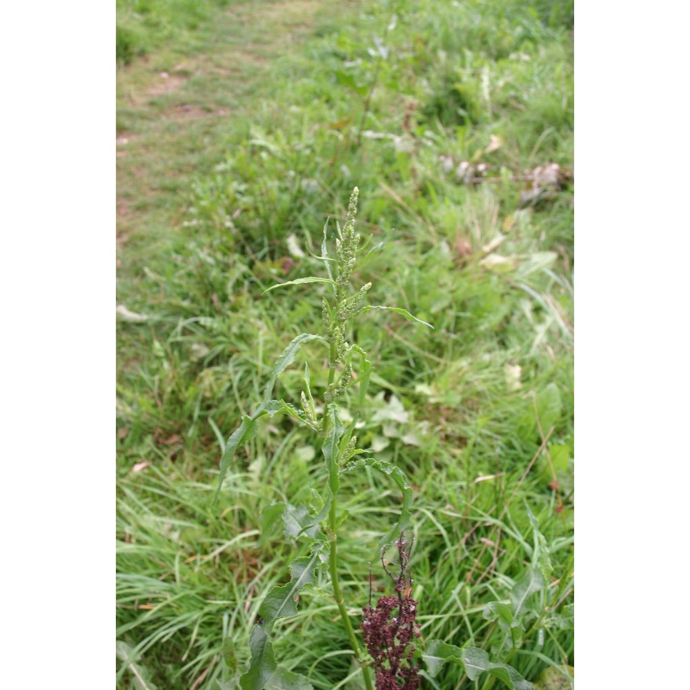 rumex longifolius dc.