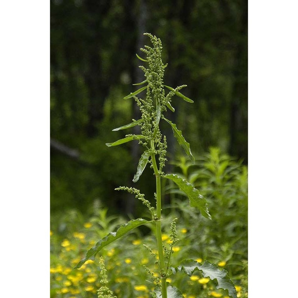 rumex longifolius dc.