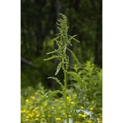 rumex longifolius dc.