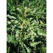 rumex longifolius dc.