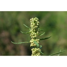 rumex maritimus l.