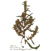 rumex maritimus l.