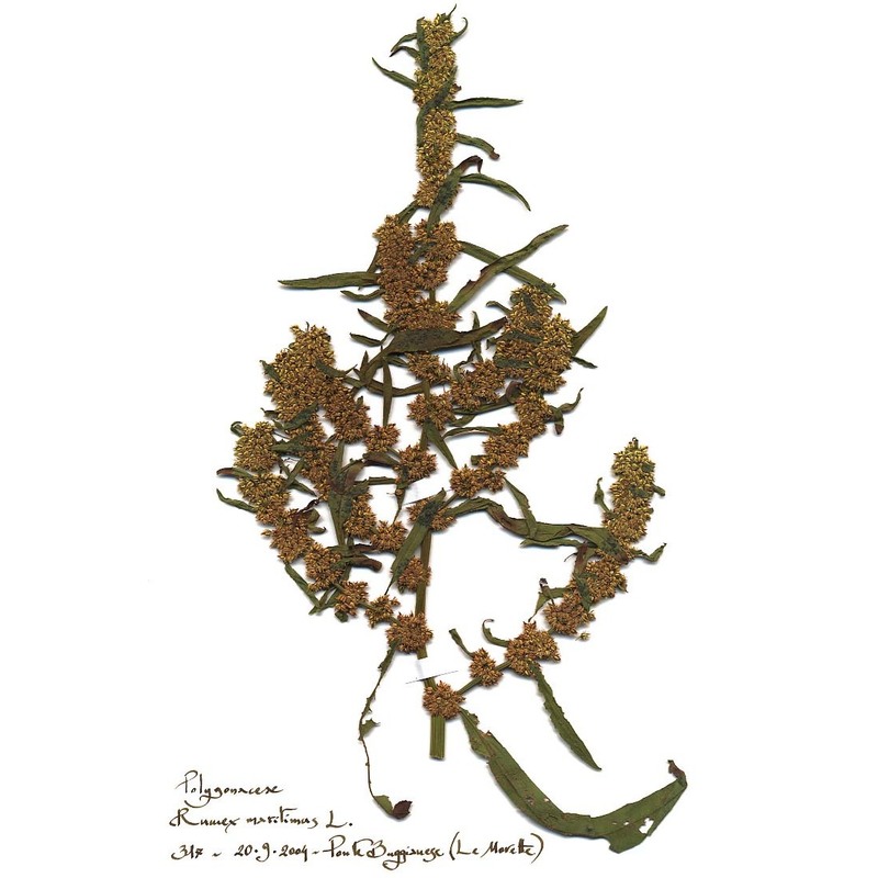 rumex maritimus l.