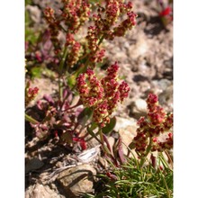 rumex nivalis hegetschw.