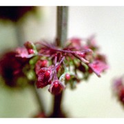 rumex obtusifolius l.