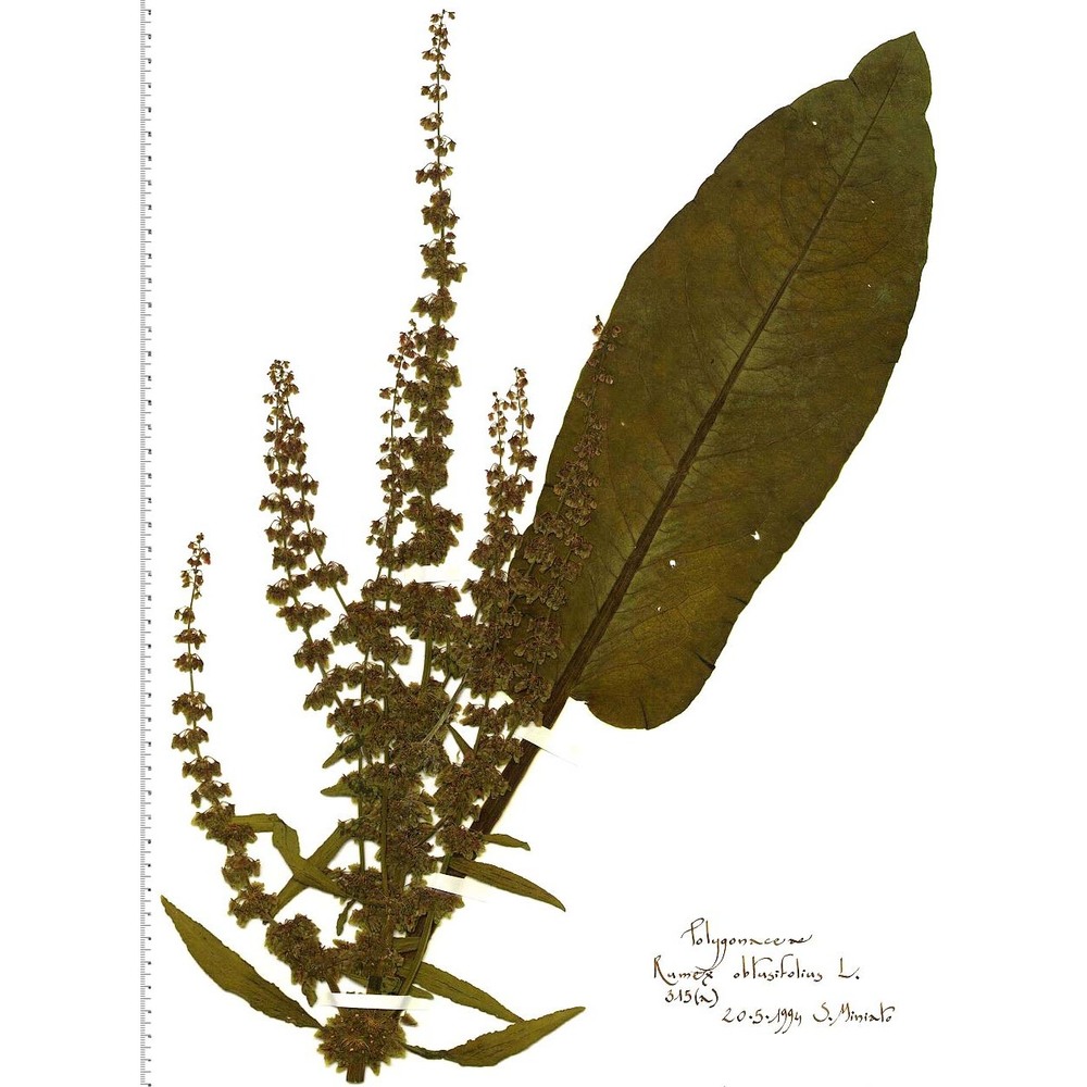 rumex obtusifolius l.