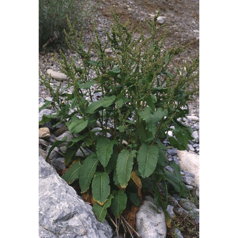 rumex obtusifolius l.