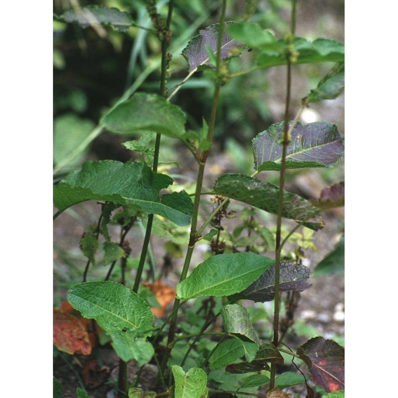 rumex obtusifolius l.