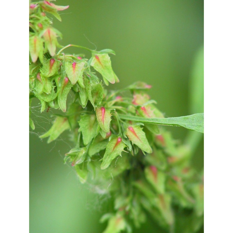 rumex palustris sm.