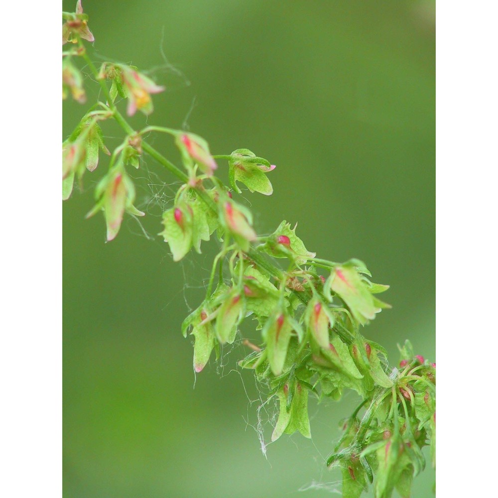 rumex palustris sm.