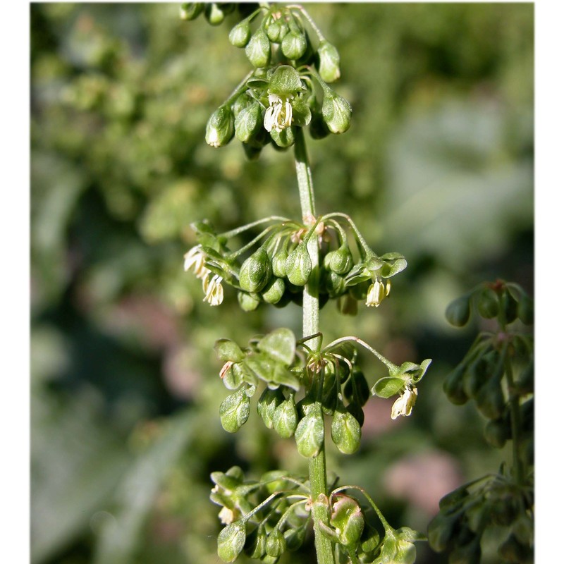 rumex patientia l.