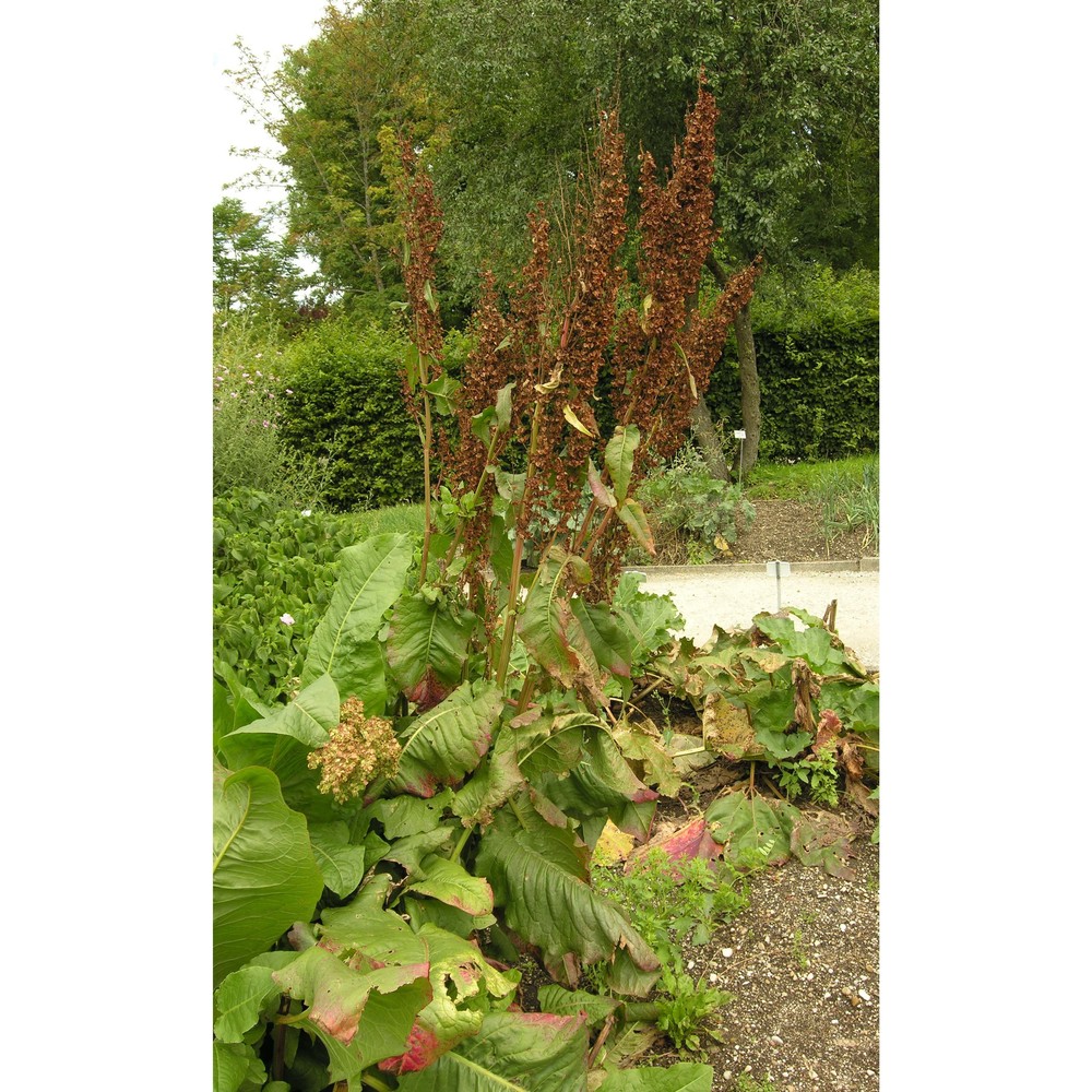 rumex patientia l.