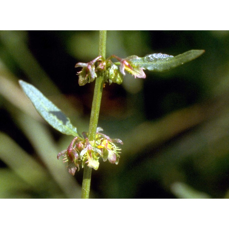 rumex pulcher l.