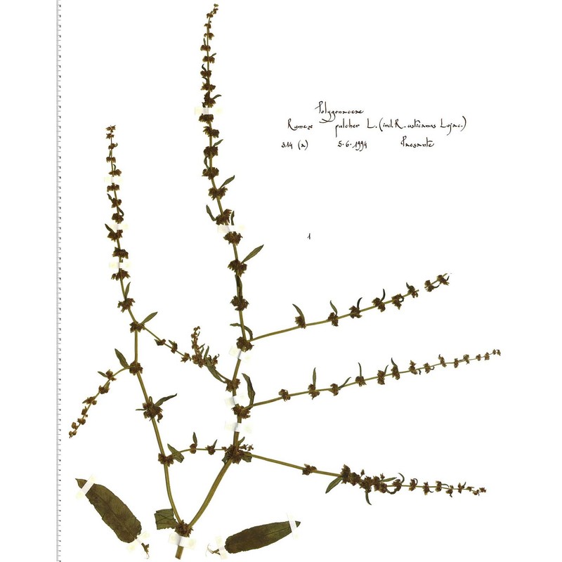 rumex pulcher l.