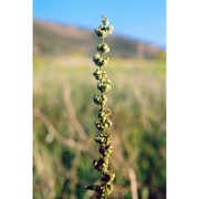 rumex pulcher l.