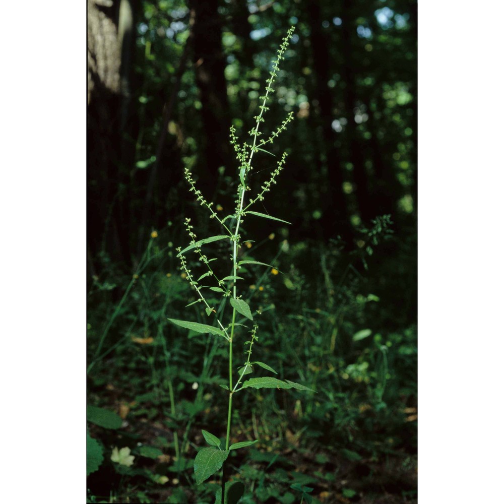 rumex sanguineus l.