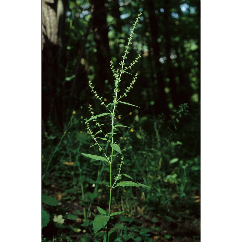 rumex sanguineus l.