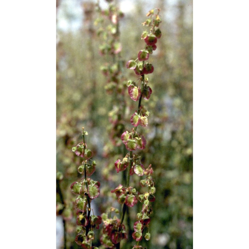 rumex scutatus l.