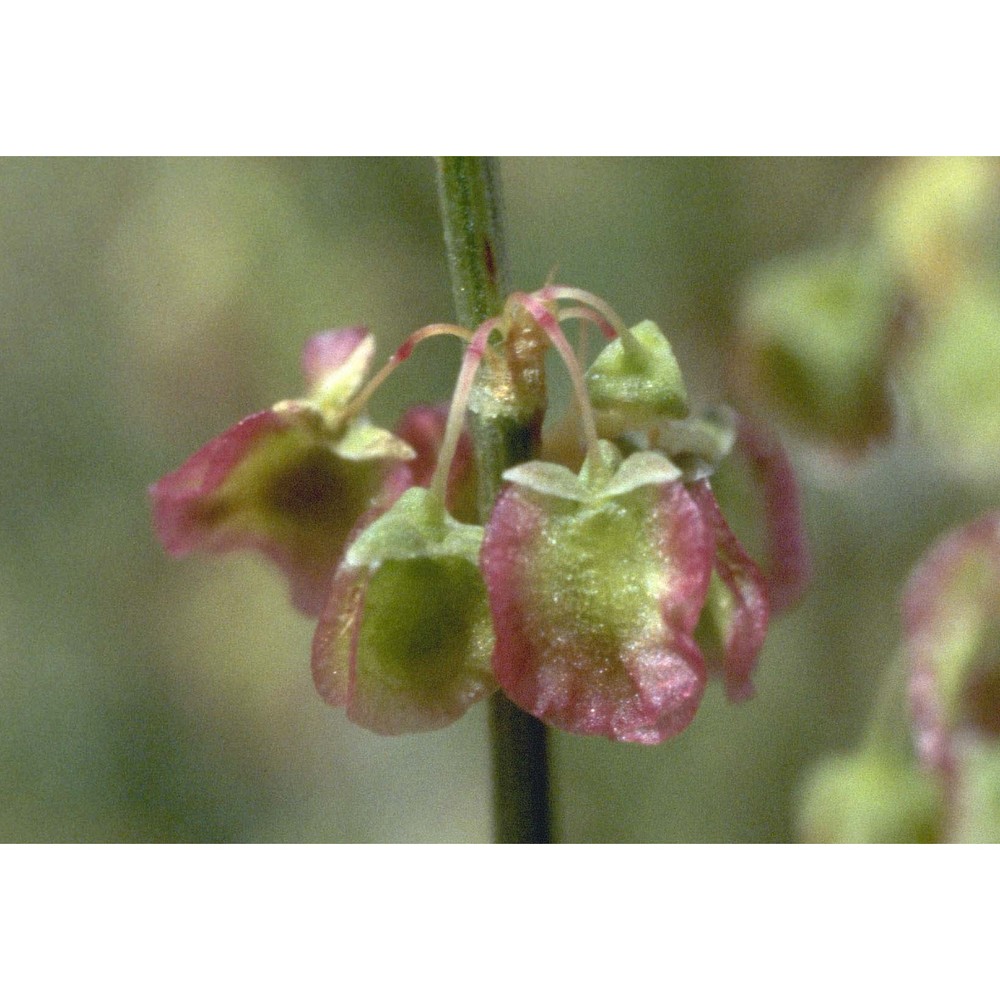 rumex scutatus l.