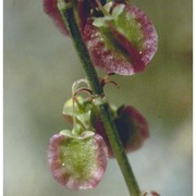 rumex scutatus l.