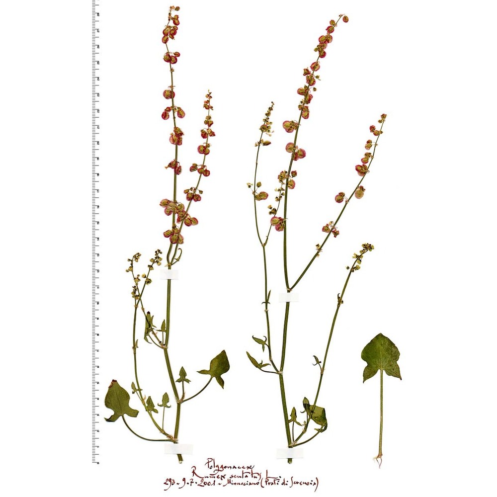 rumex scutatus l.