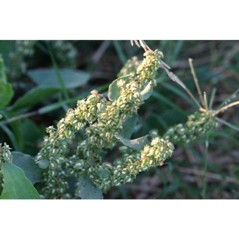 rumex stenophyllus ledeb.