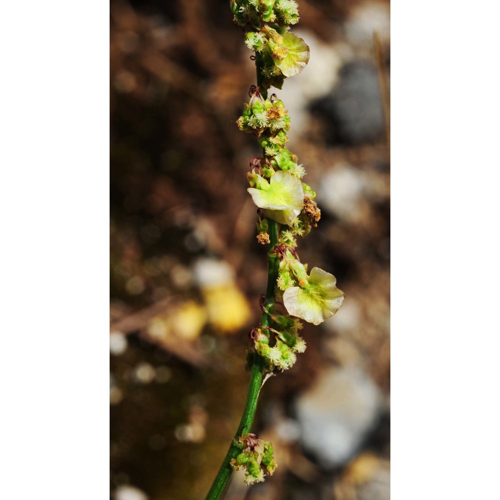 rumex thyrsiflorus fingerh.