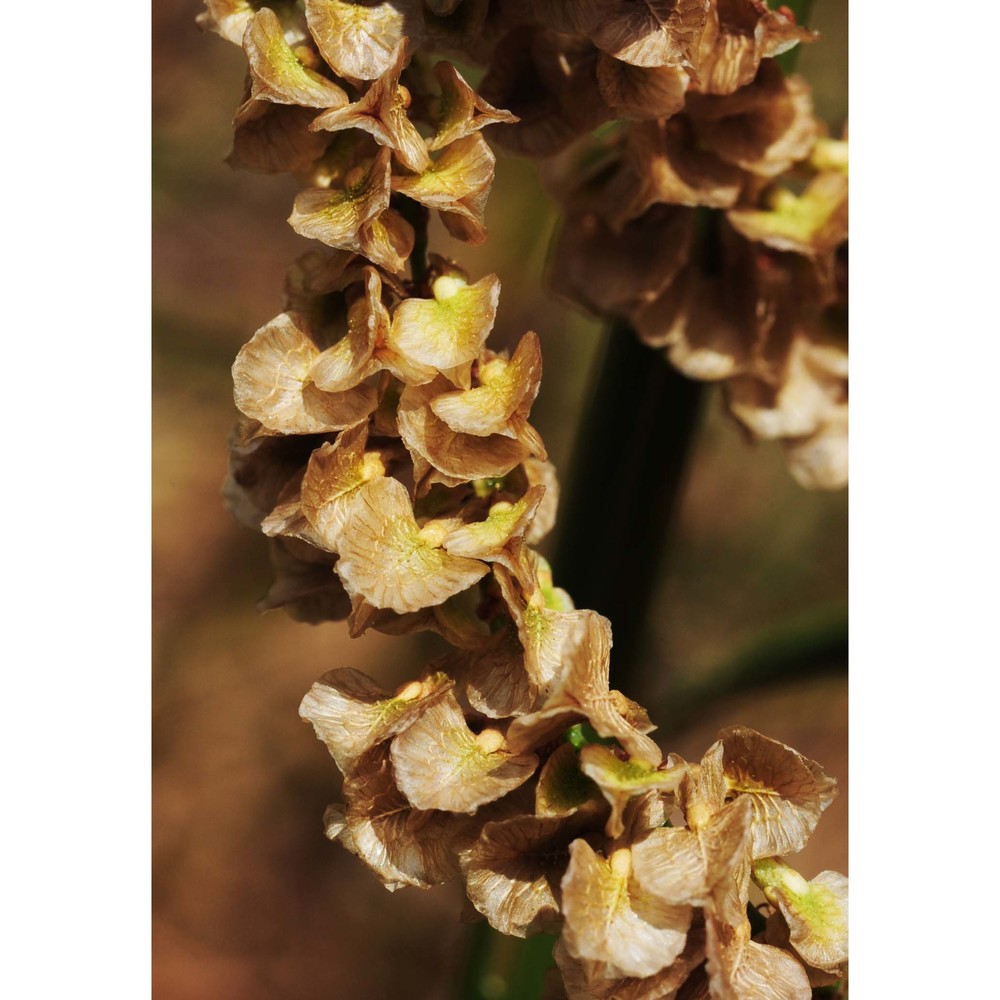 rumex thyrsiflorus fingerh.