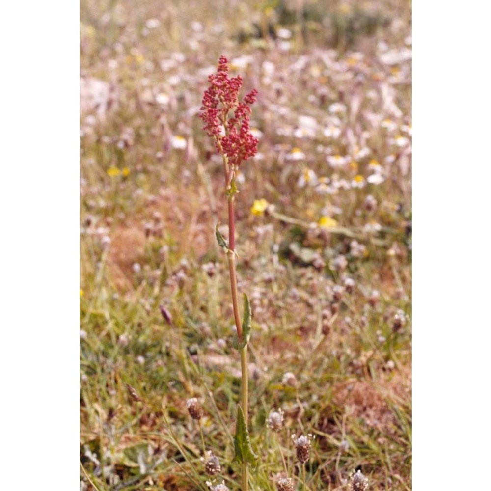 rumex thyrsoides desf.